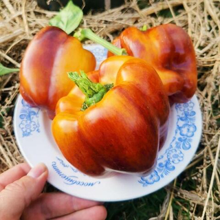 Перец Смуглянка Золотая - Smudge Gold Pepper