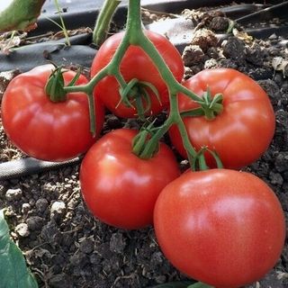 Томат Львович F1 50 (семян)