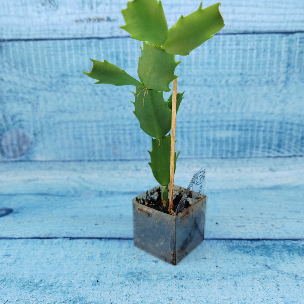 Schlumbergera Thor Vida (Декабрист)