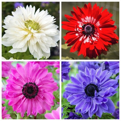 Набор анемон