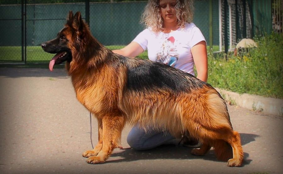 Длинношерстные суки
