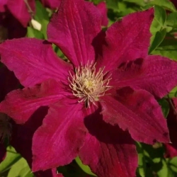 Клематис гибридный Солидарность Закупка М33 апрель 2026