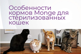 Особенности кормов Monge для стерилизованных кошек