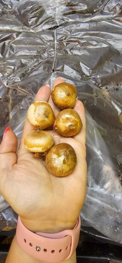 Крокус Луковица, Флоуэр рекордс, 3шт