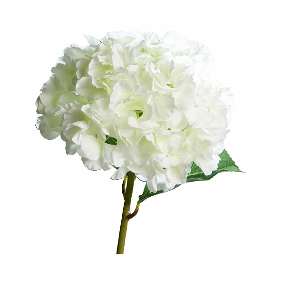 Гортензия белая