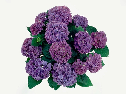 HOVARIA HOBERGINE/ХОВАРИЯ ОБЕРЖИН(Стандарт поставки Р9)2025г.