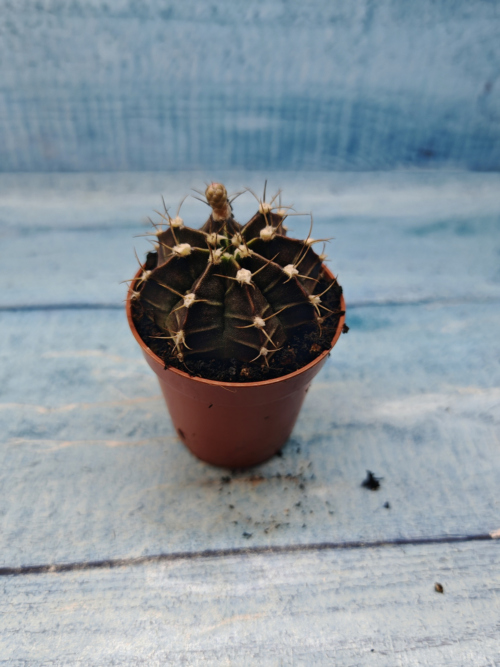 Gymnocalycium Friedrichii (Гимнокалициум)