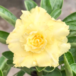 Адениум обесум 373