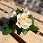 Крим Пьяже – композиция элегантных ароматных пионовидных роз