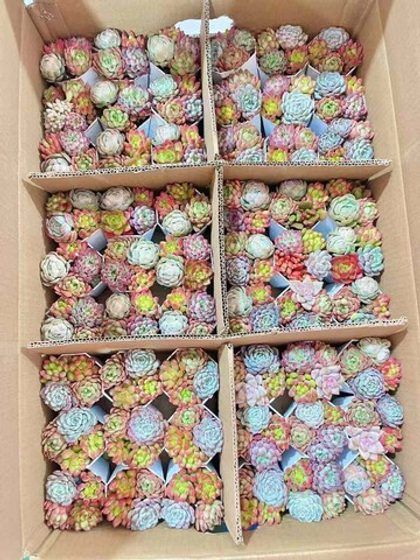 Суккулент д.8,5 микс