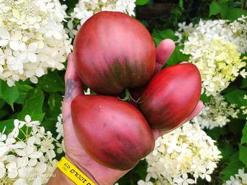 Чёрное сердце Брэда (Brad's black heart) сорт томата