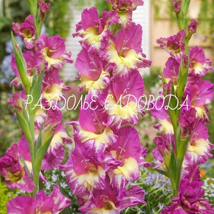 Гладиолус Фемм Фаталь