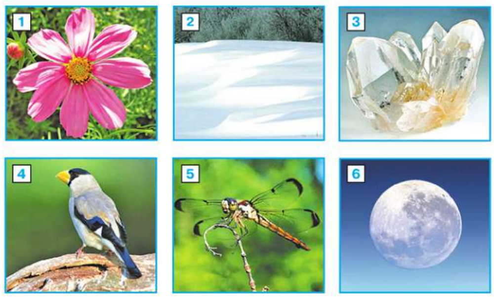 Окружающий мир 2 класс (14 таблиц) — купить по ФГОС | Учебный стандарт