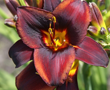 Лилейник Чоколад Кэнди