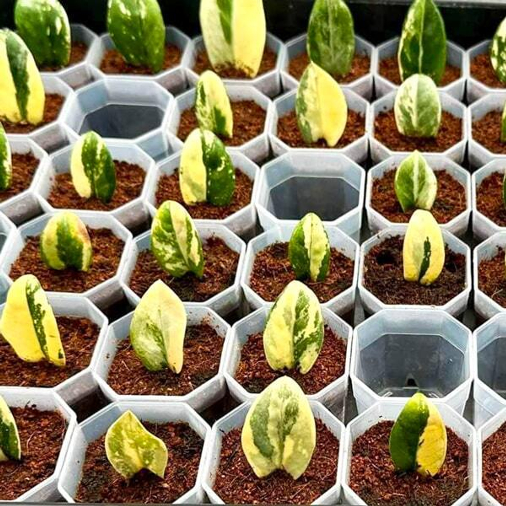 Замиокулькас DWARF VAR 1 leaf