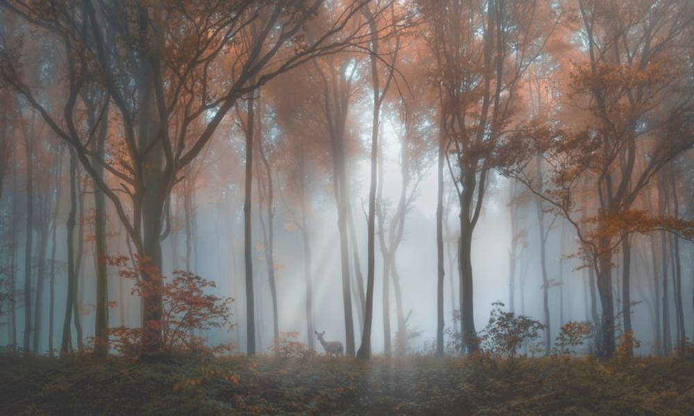 Фреска Applico, коллекция Natura