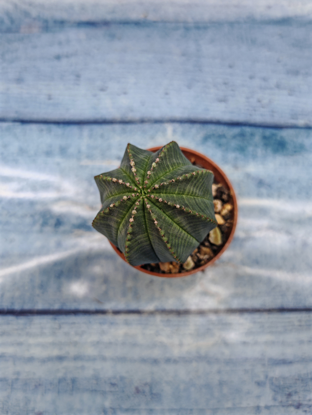 Euphoria Obesa (Эуфорбия)