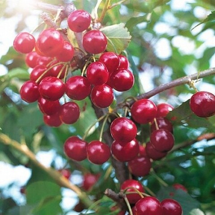 Вишня Щедрая (кустарниковая)