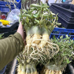 Адениум арабикум MIX L