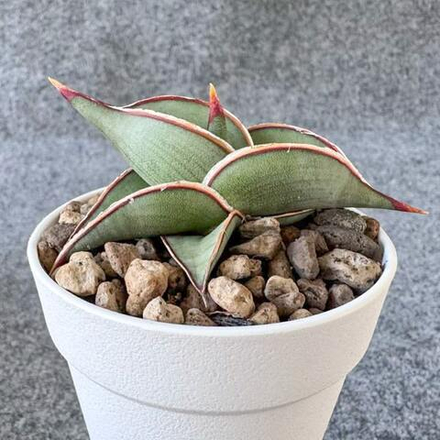 Сансевиерия RORIDA