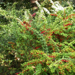 Барбарис Тунберга Эректа С7,5 80-100