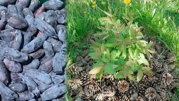 Почему для жимолости нужны 2-3 сорта и как не ошибиться с выбором