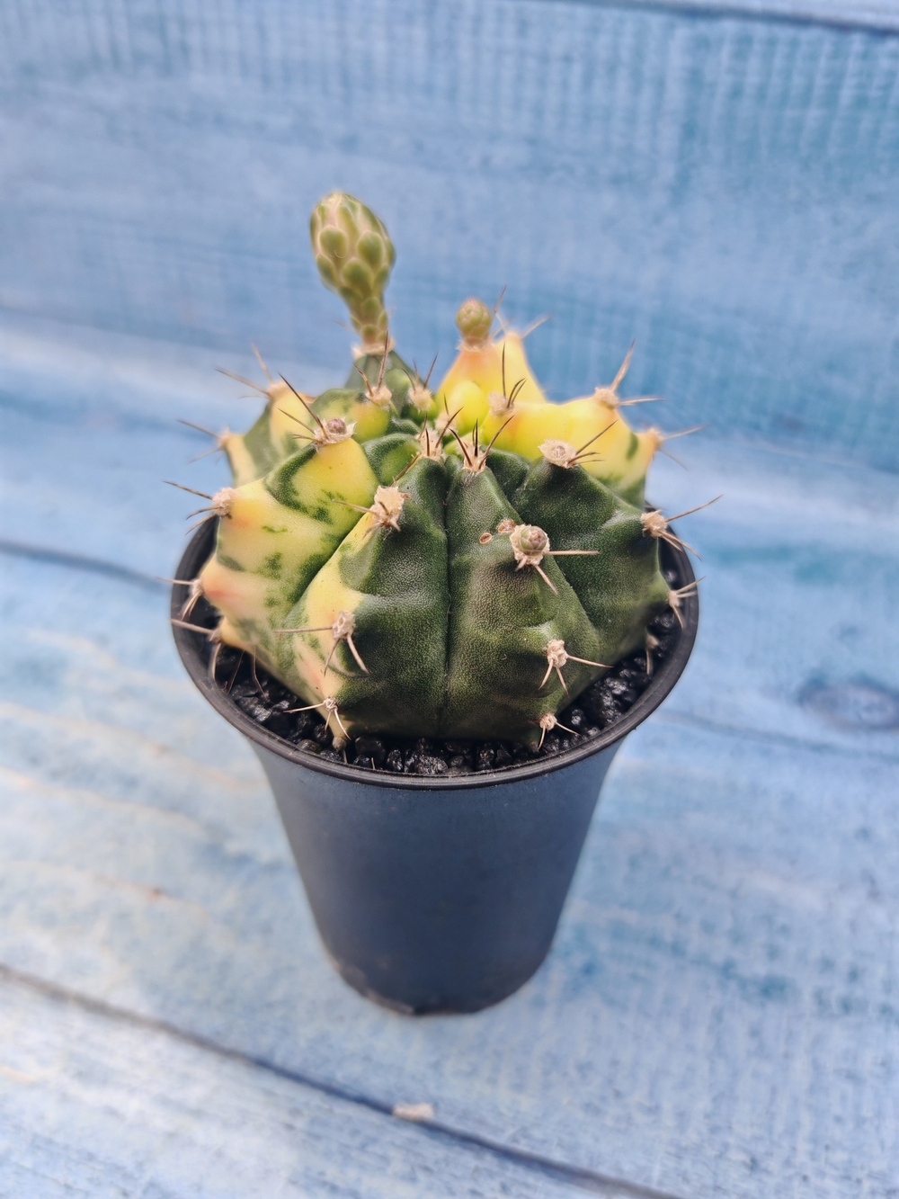 Gymnocalycium Variegata (Гимнокалициум Вариегатный)