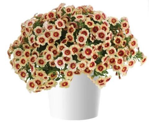 Калибрахоа Эвeконик Эпpикoт