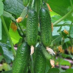 Фаро F1 семена огурца партенокарпического (Sakata / Саката)