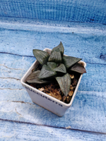 Haworthia Comptoniana hyb. (Хавортия)