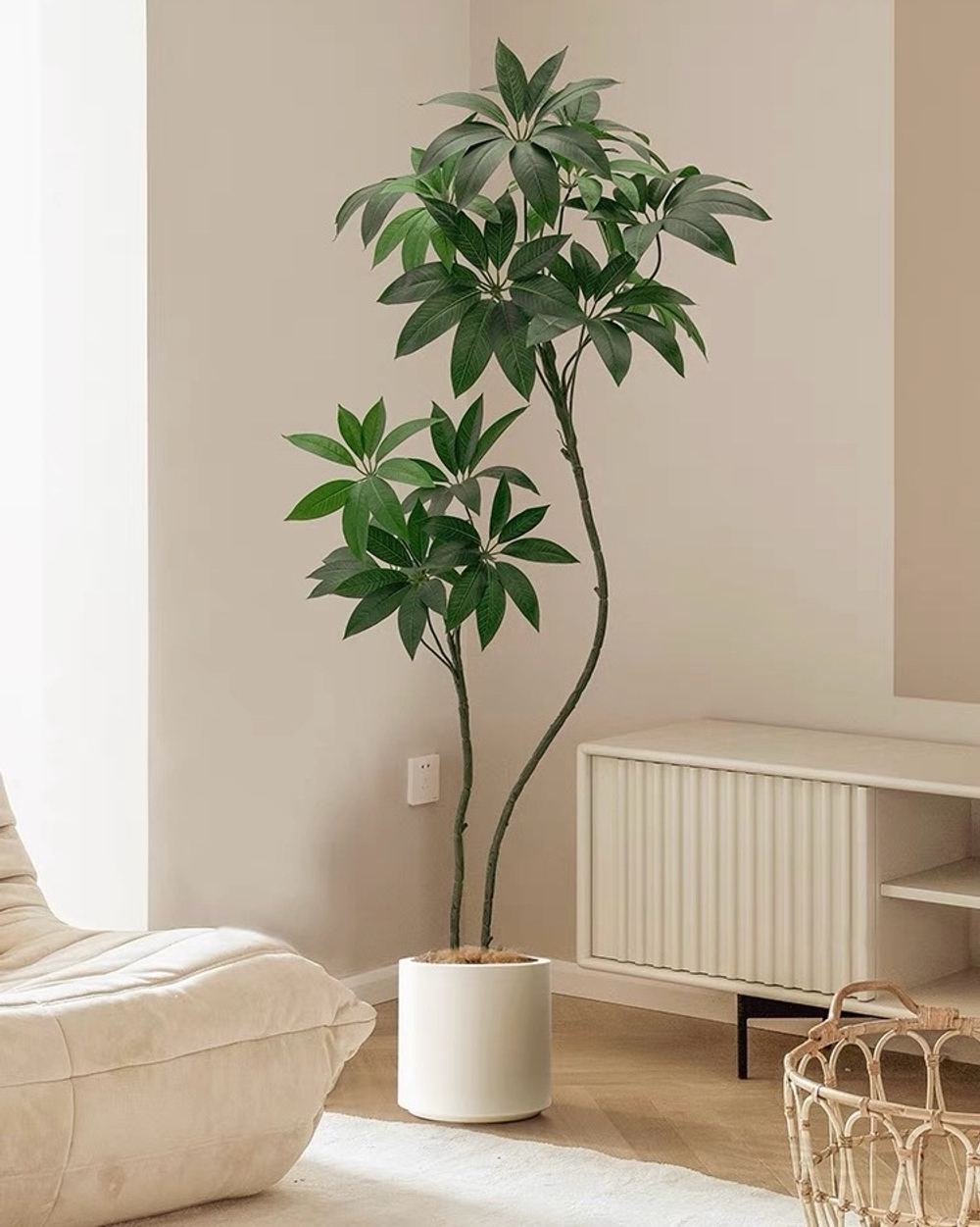 Пахира 170 см