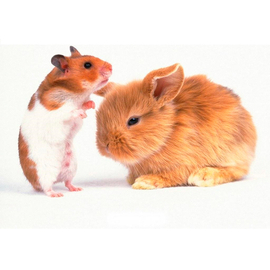 Для кроликов и грызунов