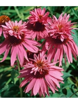 Эхинацея пурпурная Дабл Деккер С2 Закупка М39 июнь 2026