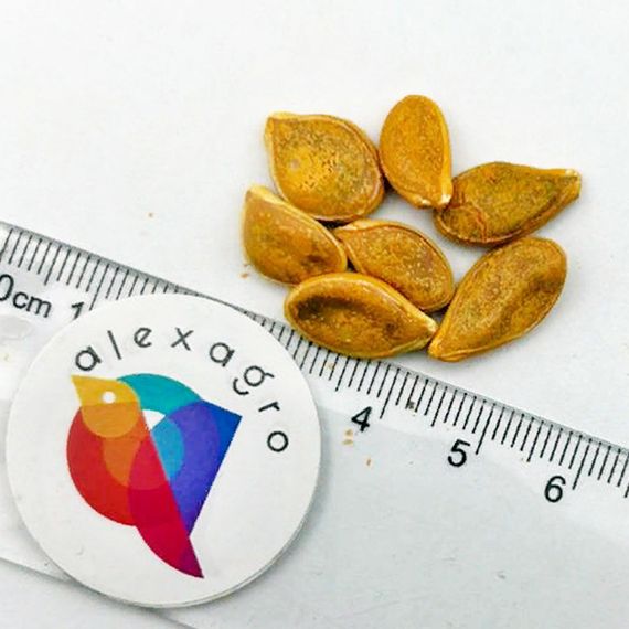 САМПСОН F1 семена тыквы Enza Zaden купить