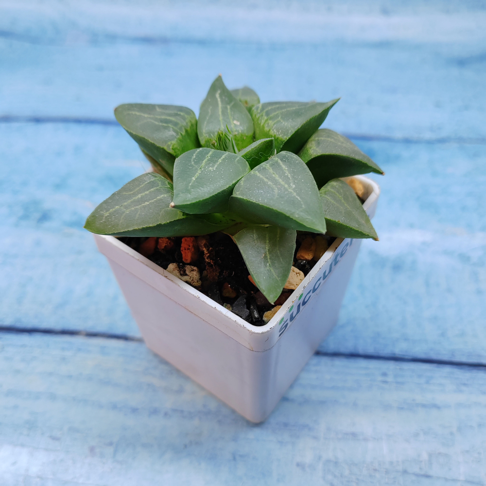 Haworthia Comptoniana Hybride hybrid (Хавортия)