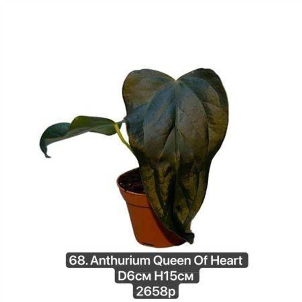 68. Антуриум Квин оф Хертс (Anthurium Queen Of Heart) D6см Н15см