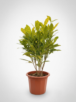 Фикус Бенджамина д.23