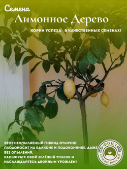 Лимонное дерево, Домашний лимон, Семена 5 шт. + подарочные семена
