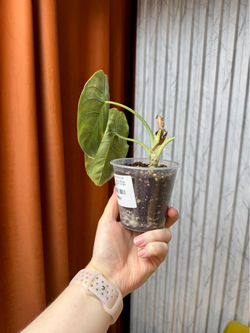 Алоказия Азлани, D9см Н20см, 1шт, Urban Jungle (2962)