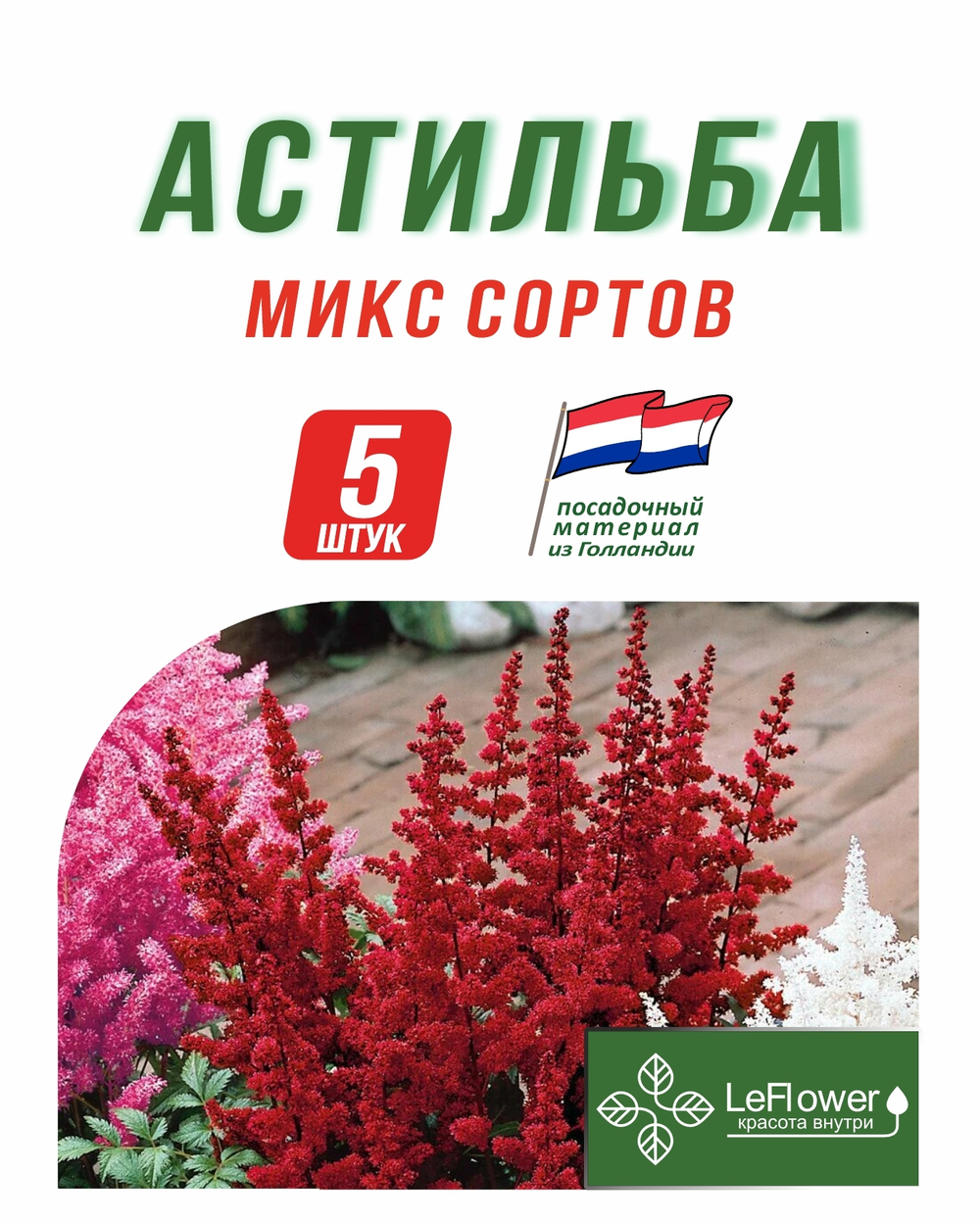 Корневище, Астильба микс сортов, 5шт