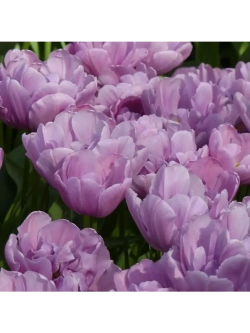 Тюльпаны Katinka 4 шт, набор луковиц