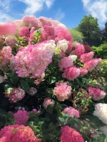 Гортензия метельчатая Сандей Фрейз