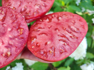 Доктор Лайл (Dr. Lile) сорт томата