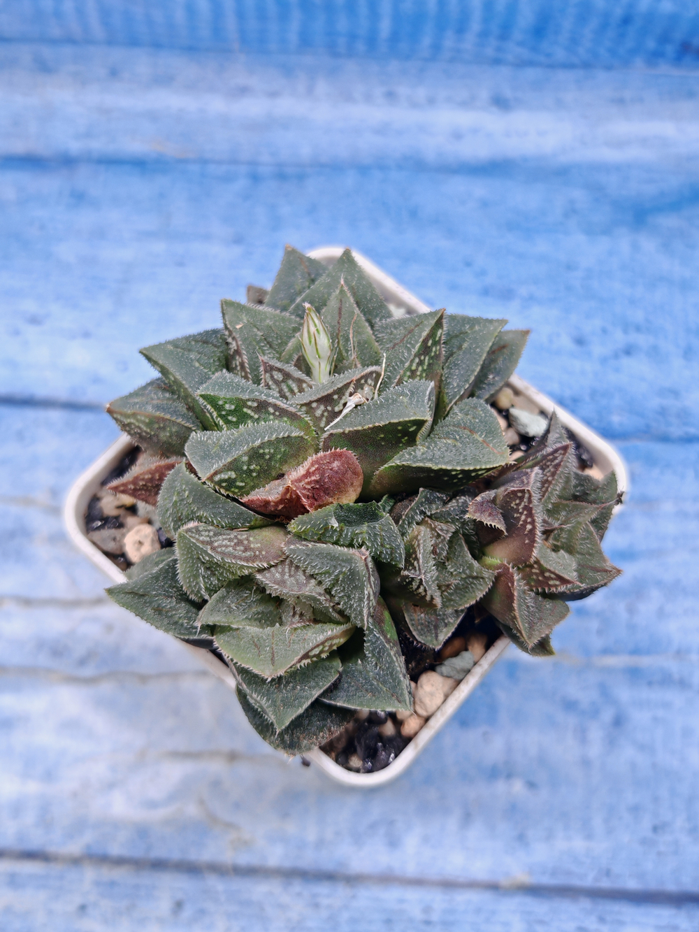Haworthia Pygmaea (Хавортия)