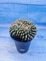 Gymnocalycium Spineless Crested form (Гимнокалициум)