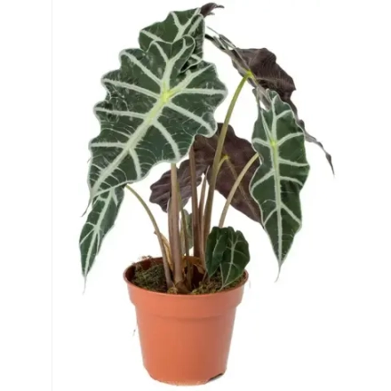 Алоказия "Полли"