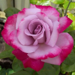 Роза чайно-гибридная Парадиз С4