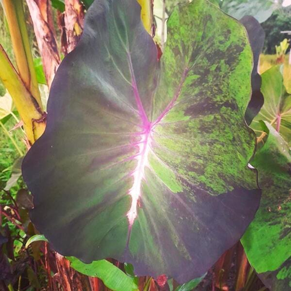 Колоказия BLOOD FALLEN