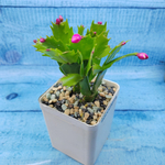 Schlumbergera Red (Декабрист)