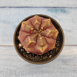 Gymnocalycium Daydream (Гимнокалициум)